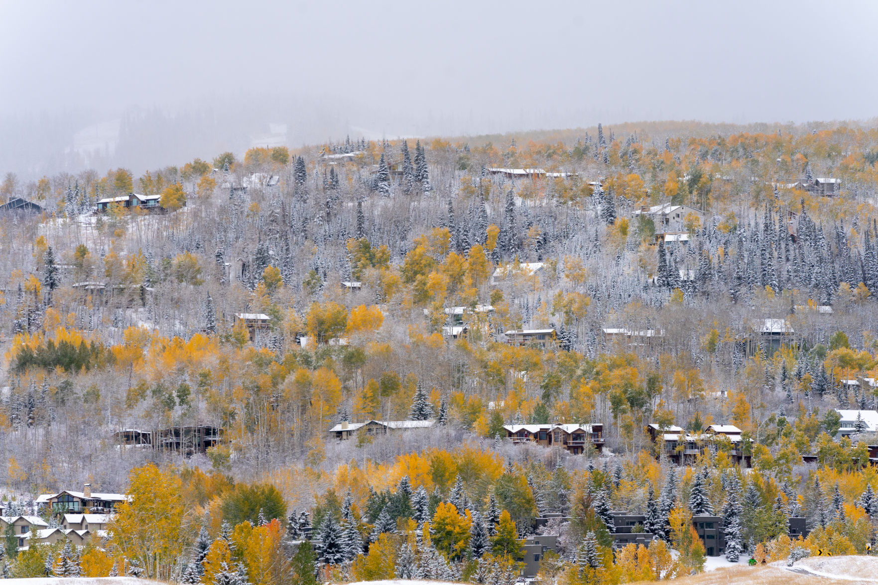 Snowy grove